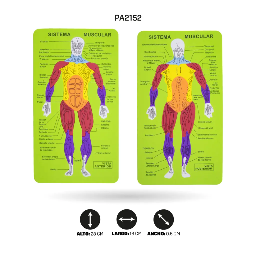 PA2152C.webp