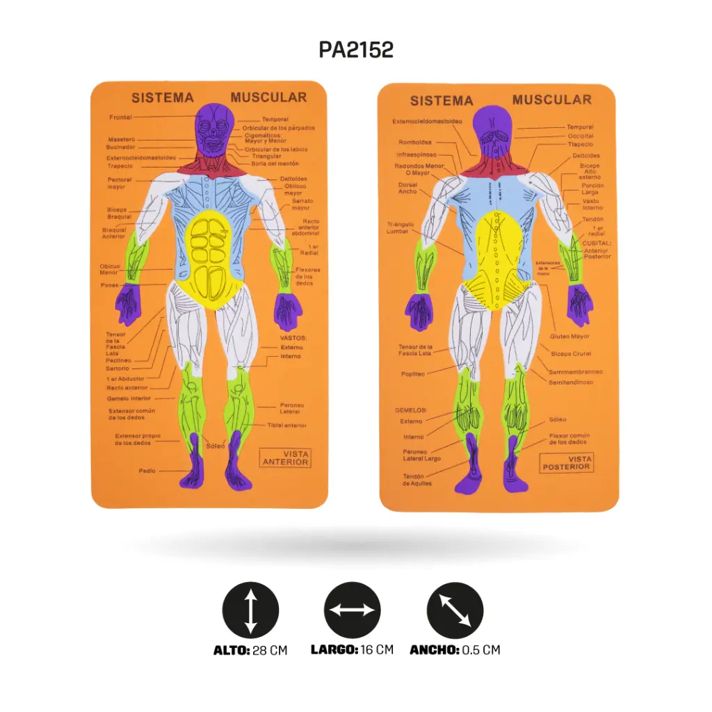 PA2152D.webp