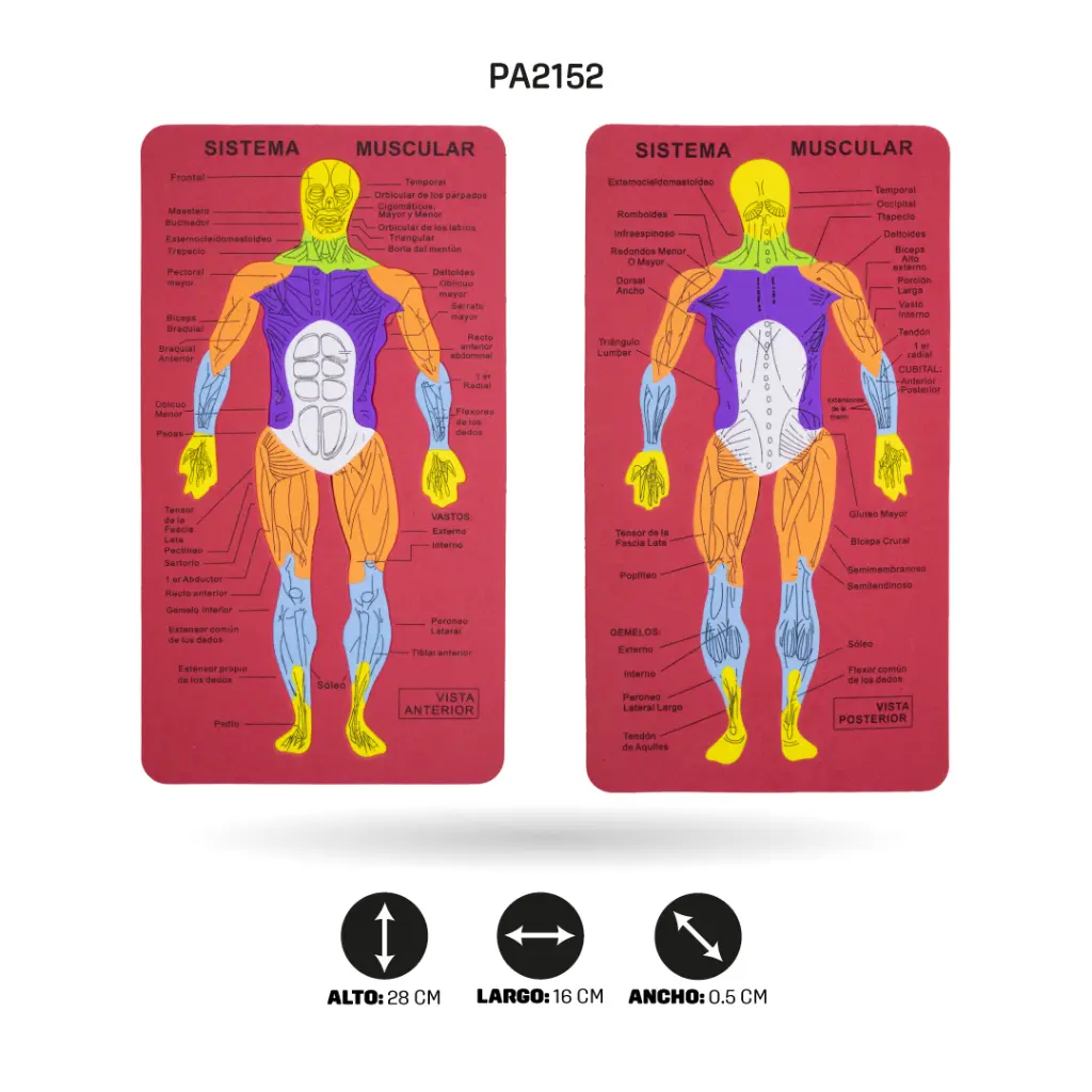PA2152G.webp