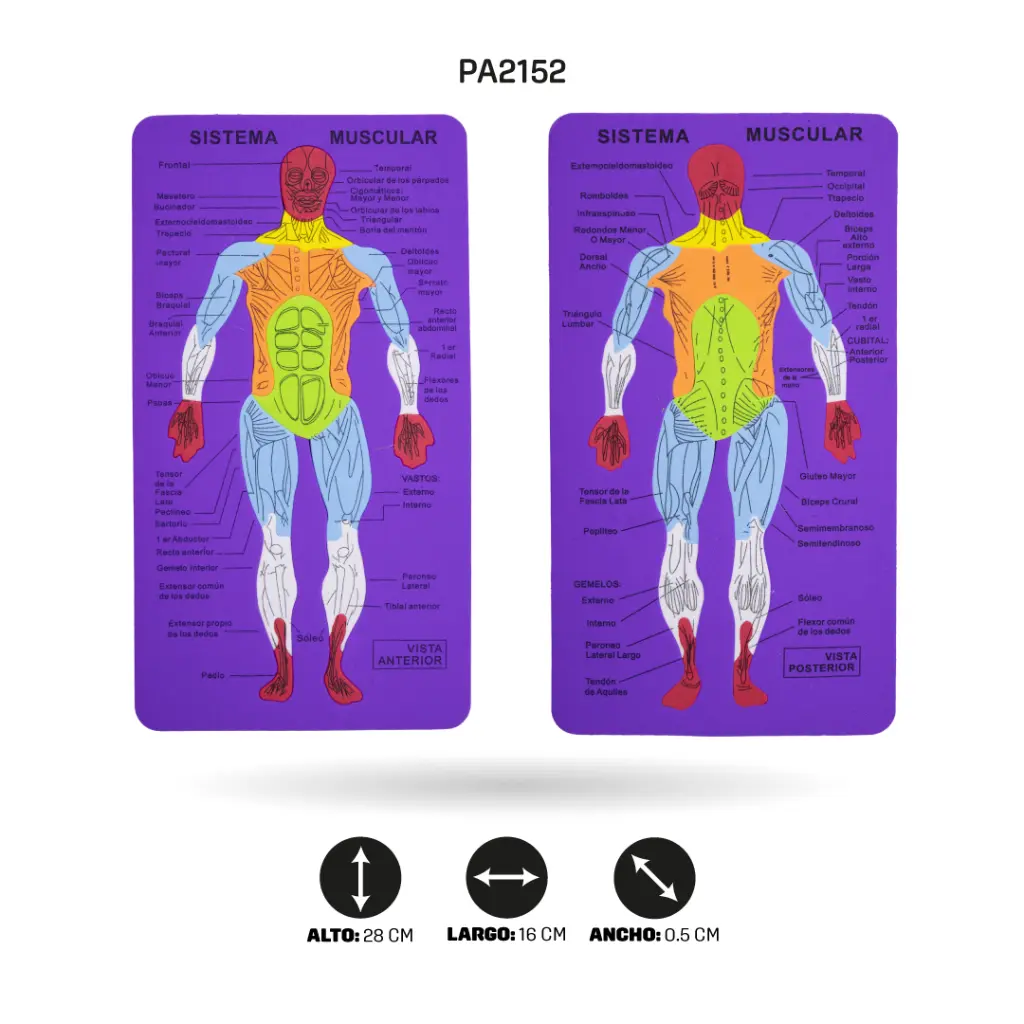 PA2152E.webp