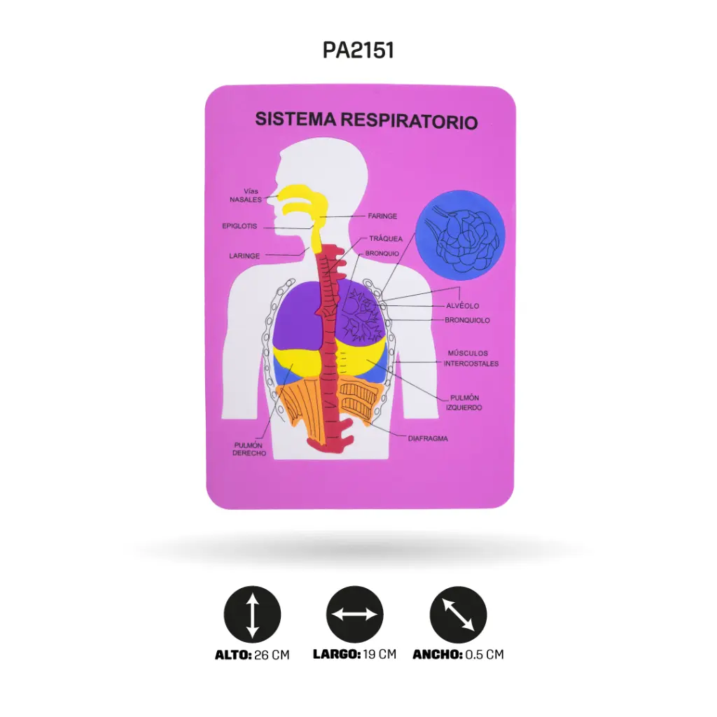 PA2151D.webp